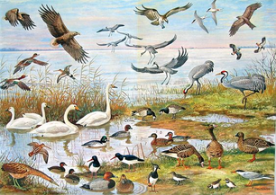 Exploring Ethology: Understanding Animal Behavior in the Wild