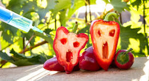 What is GMO? And How To Avoid It?