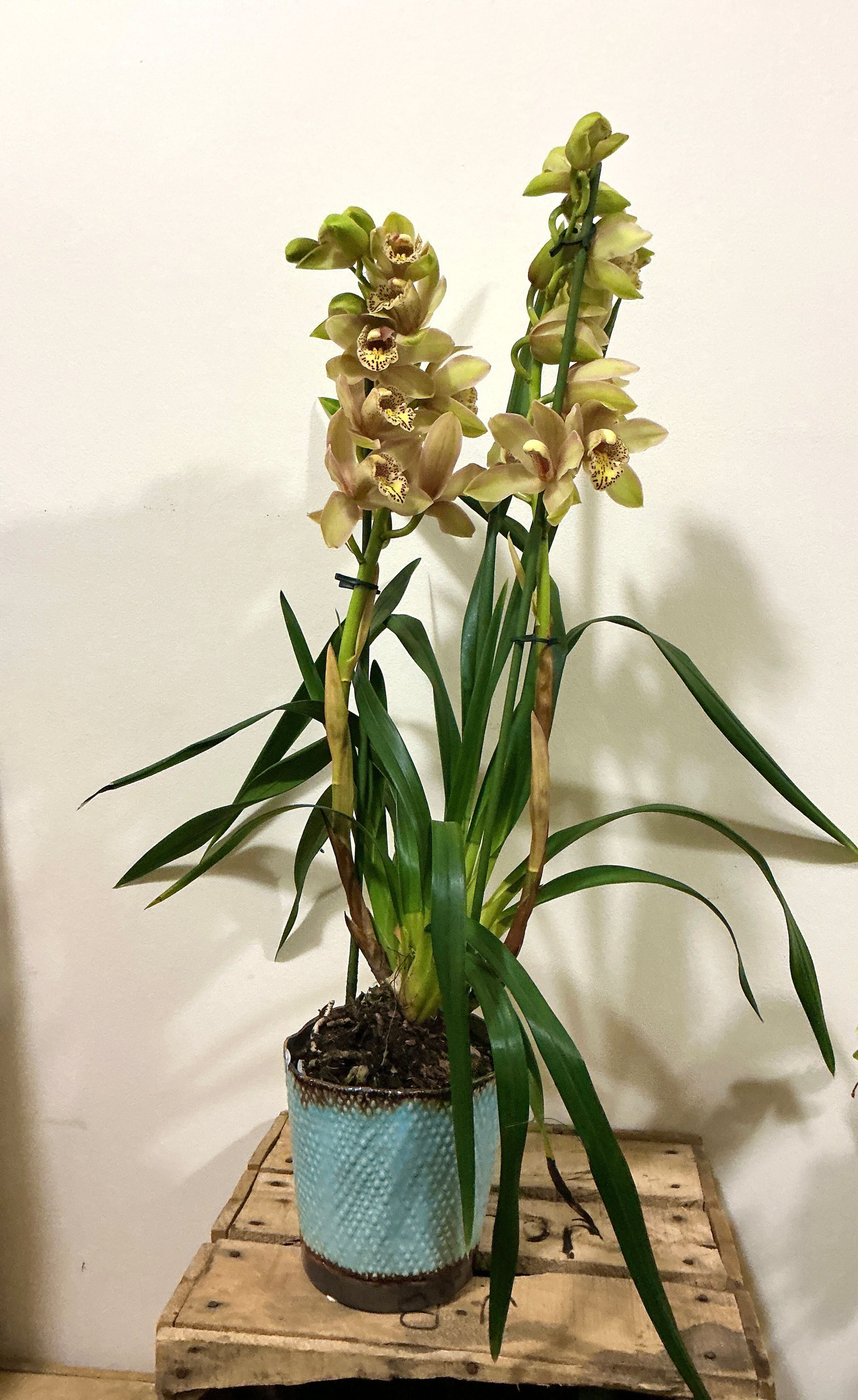 Cymbidium 50 cm + cache pot 