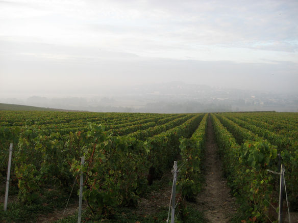 The Misconception of Champagne