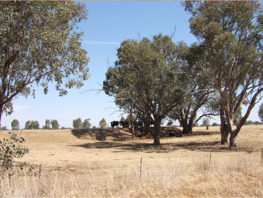 Dry Land and Cows - Vic Drought Infastructure Grant