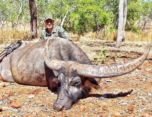 buffalo, cape york, hunting arrows, trophy