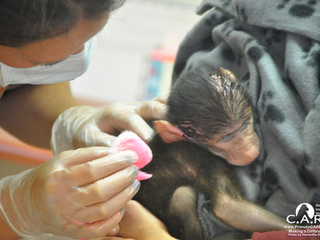 Orphan Admitted to C.A.R.E.'s New Veterinary Clinic