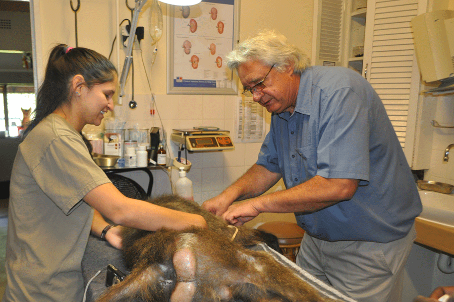 Implant_Baboon_Contraception_CARE