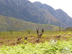 primate_reintroduction_releas