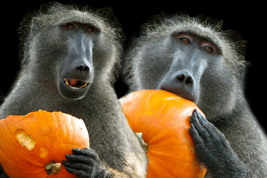 Baboon_Eating_CARE_Pumpkins