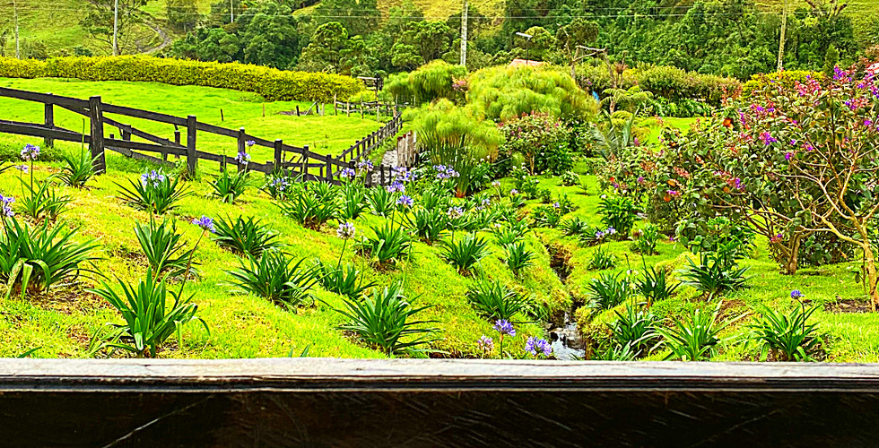 Lush green Cocora Valley landscape with tall palm trees, hills in the background, and a wooden fence. Text: Cocora Valley, Salento, Colombia.