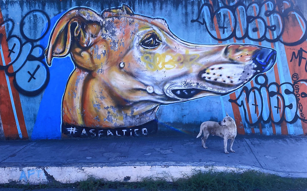 A dog stands on a sidewalk beneath a colorful graffiti mural of a dog on a blue wall. Texts "#ASFALTICO" and graffiti tags are visible.