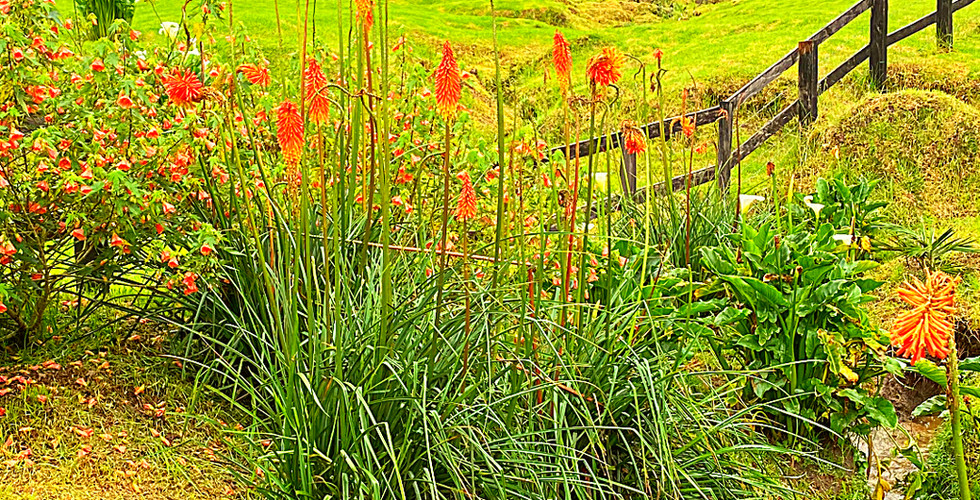 Vibrant green Cocora Valley with tall palm trees, orange flowers, and a flowing stream. A wooden fence lines the lush landscape. Text: "Cocora Valley."