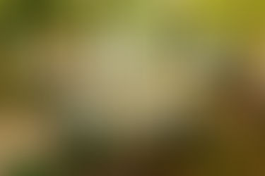 Lush green jungle background with mist. Large white text reads "Is Liberia, Costa Rica Safe?" Mood evokes inquiry and curiosity.