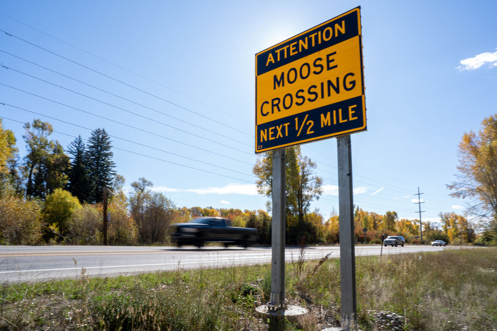 Moose crossing and speeding cars