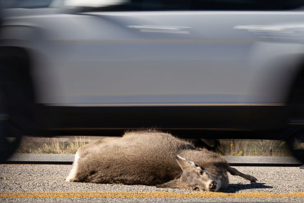 Wildlife-Auto collisions