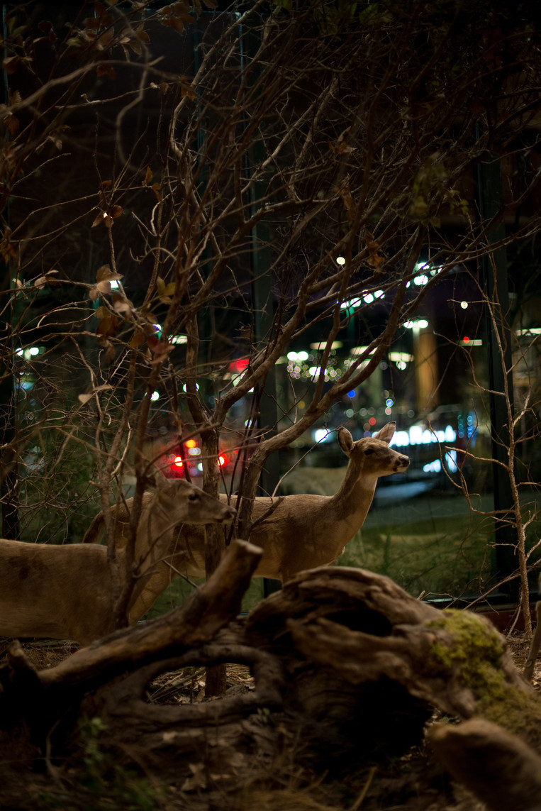 DSC_9274.jpg