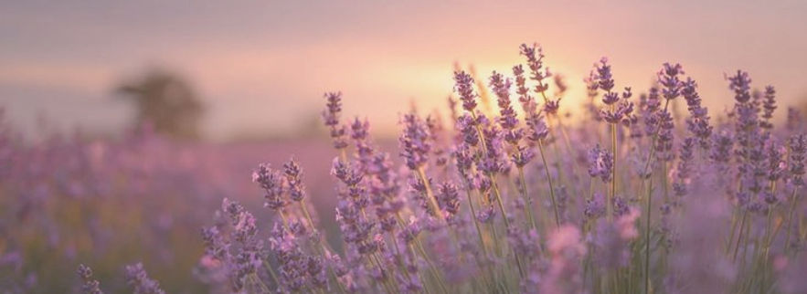rustgevend lavendel veld voor praktijk in Beverlo