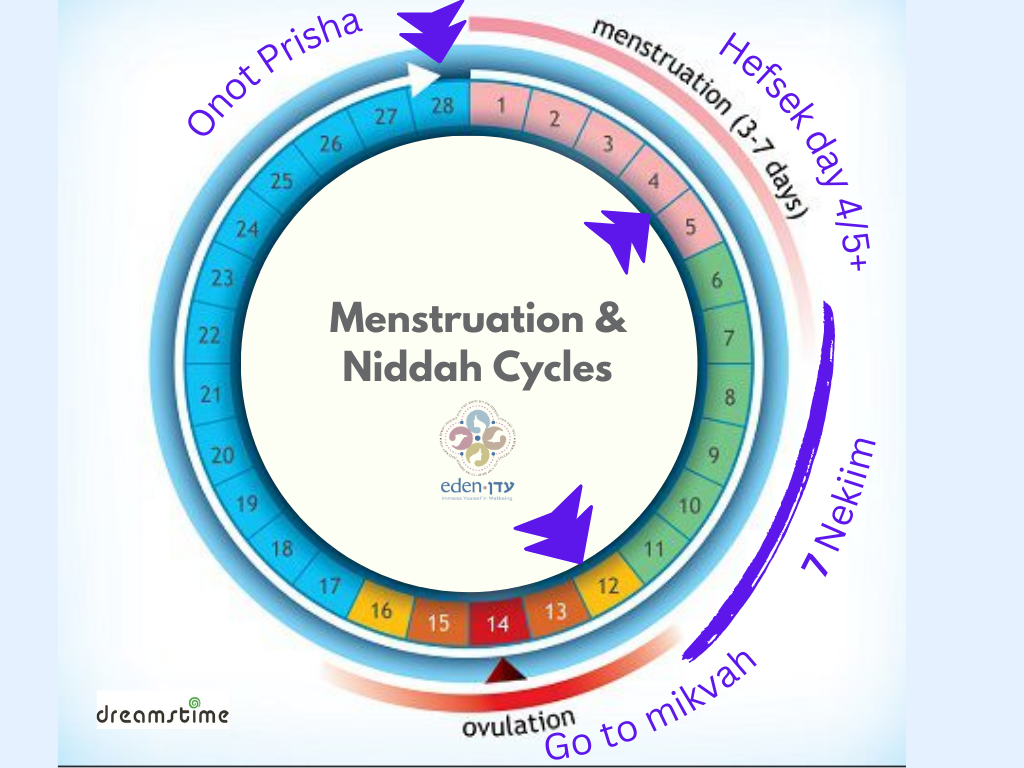 המחזור החודשי ומעגל הטהרה - אנגלית - עותק דיגיטלי