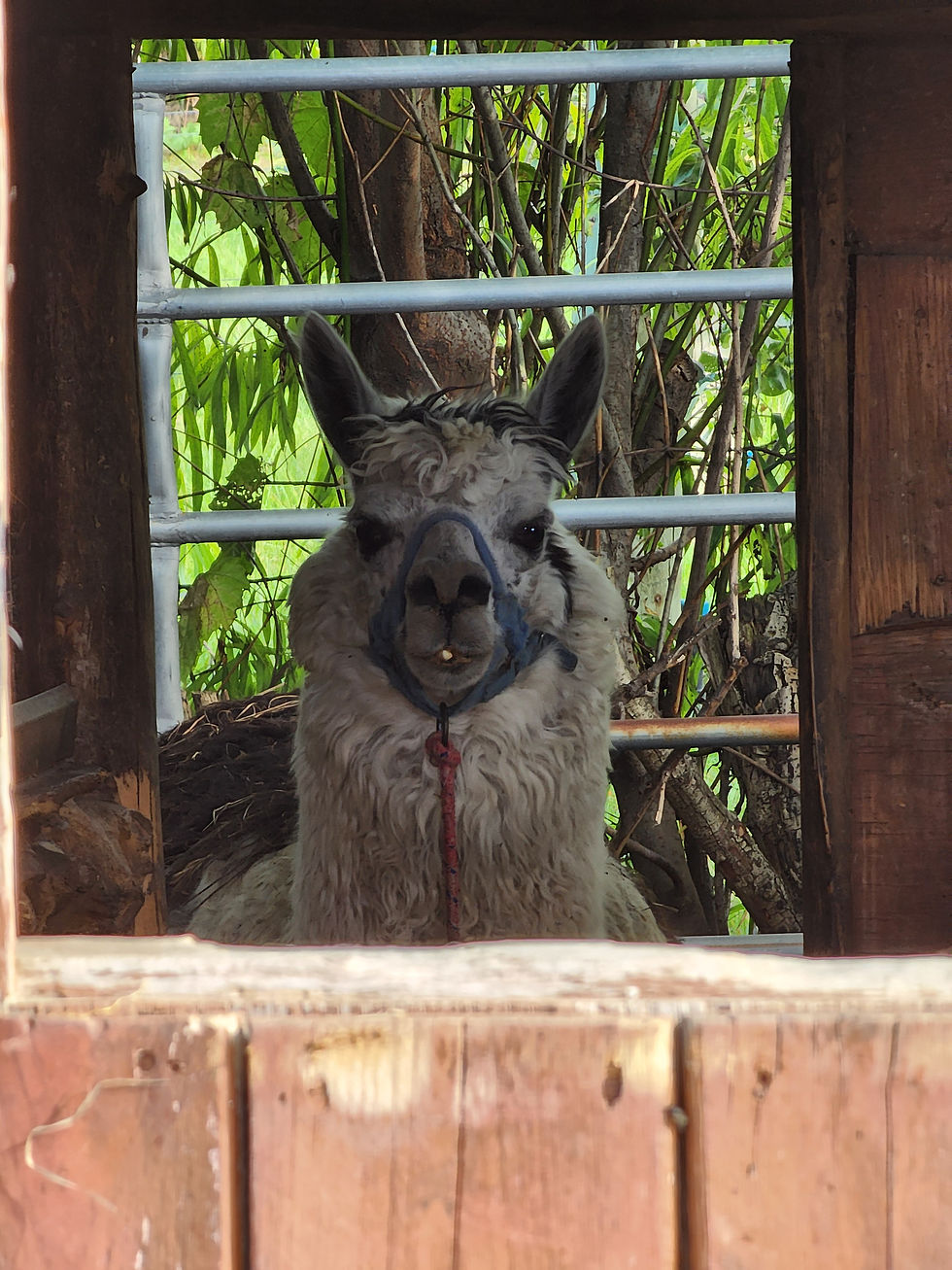 A curious llama showing off its unique toothy grin