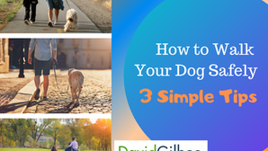 How to Walk Your Dog Safely: 3 Simple Tips