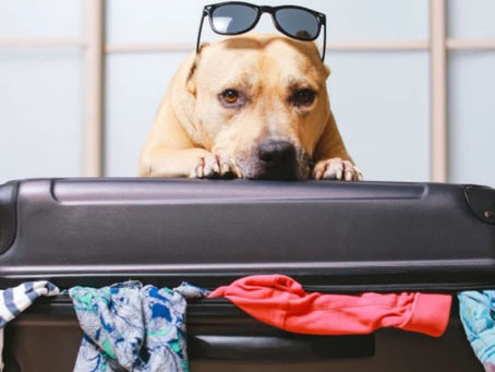 Spirit Baggage & Pet Travel Tips You Must Know