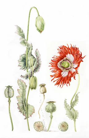 Image 9-12-26 at 10.38 PM.png
