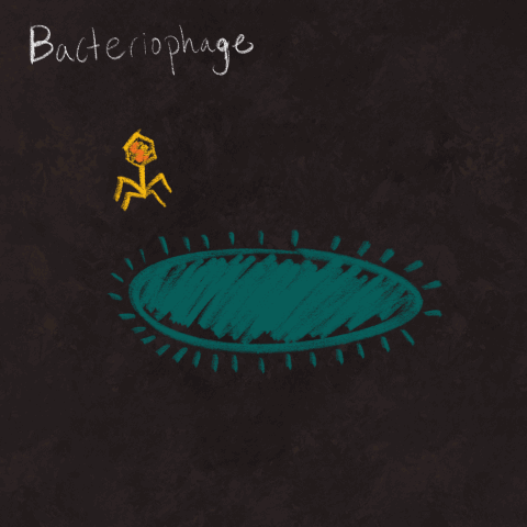 Untitled_Artwork 4.gif