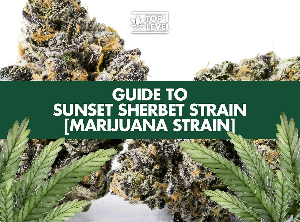 Sunset Sherbet Strain Review Information Guide