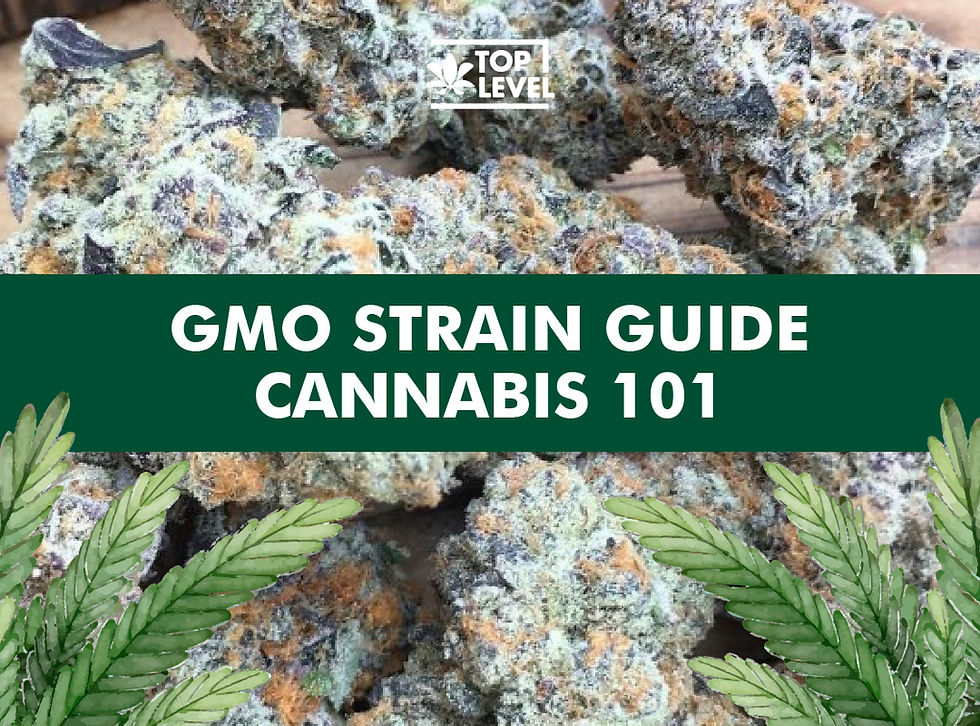 GMO strain