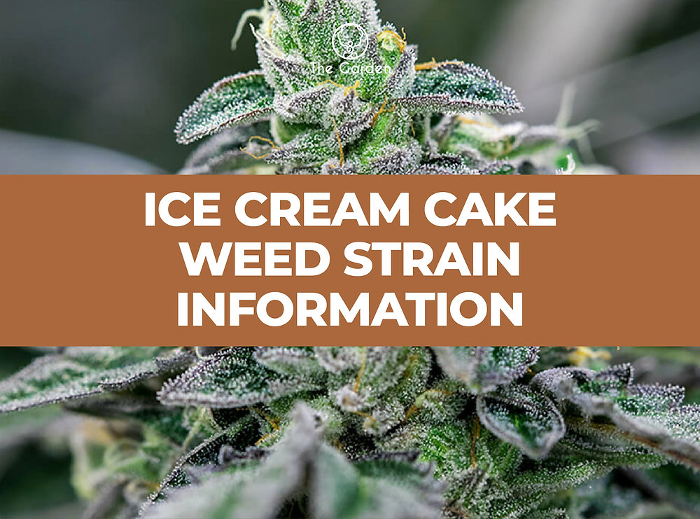 Ice Cream Cake Strain Information Complete Guide