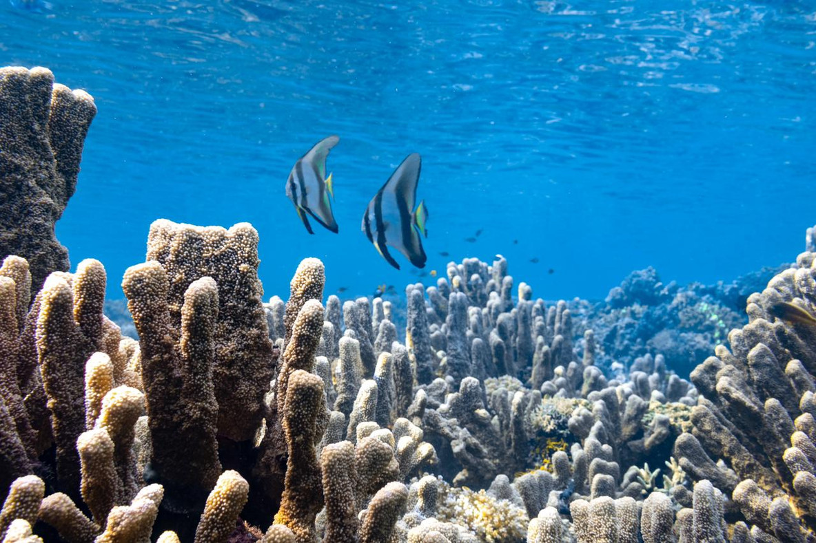 Diving at Buka Buka Island | Reconnect Island