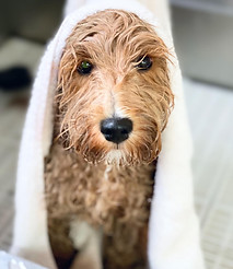 groomed by Mary