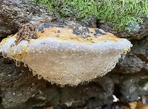 Fomitopsis.jpg.webp