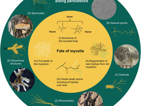 New publication: Exploring the concept of fungal longevity - Trends in Microbiology