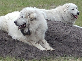 Jax and Ruby