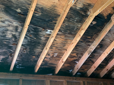 Common Myths About Mold and the Truth Behind Them