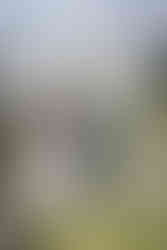 Brautpaar sitzt vor Traubogen aus Birkenstämmen, Traubogen geschmückt mit Blumen und Vorhang