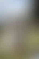 alte Frau, Braut und Bräutigam vor einem Traubogen