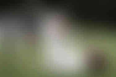 Mann in bayrischer Tracht hält Schleier von Braut hoch, junge Frau hockt ordnet Rock von Brautkleid