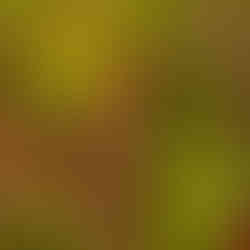 Blue Vervain Foraging and Harvesting 