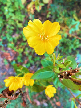 Evening Primrose|Oenothera biennis