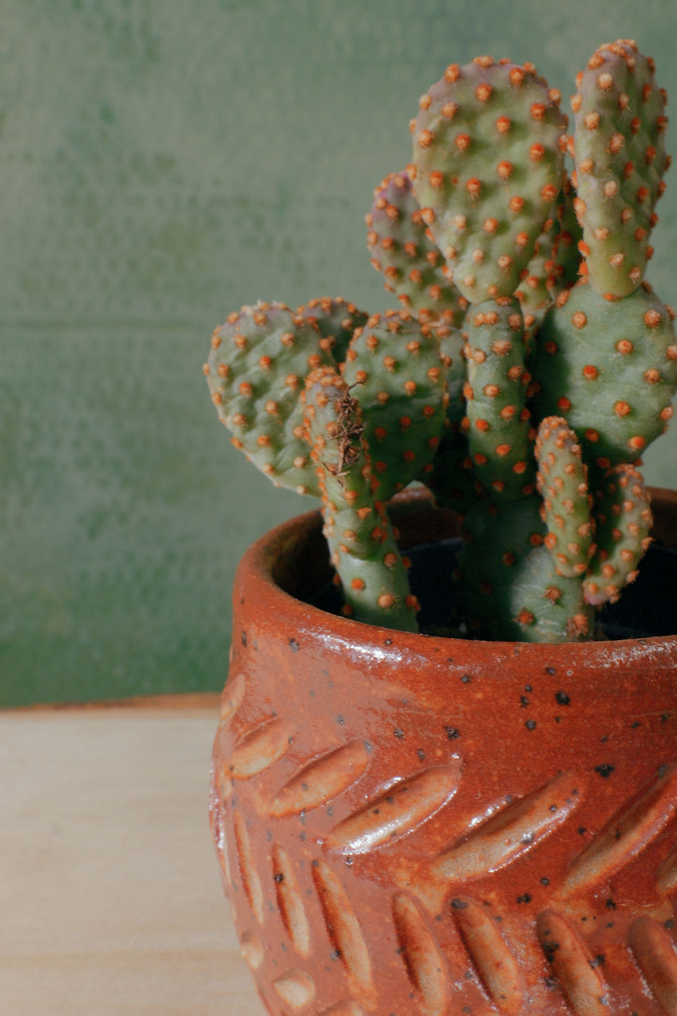 Opuntia Prickly Pear in Handmade Clay Planter