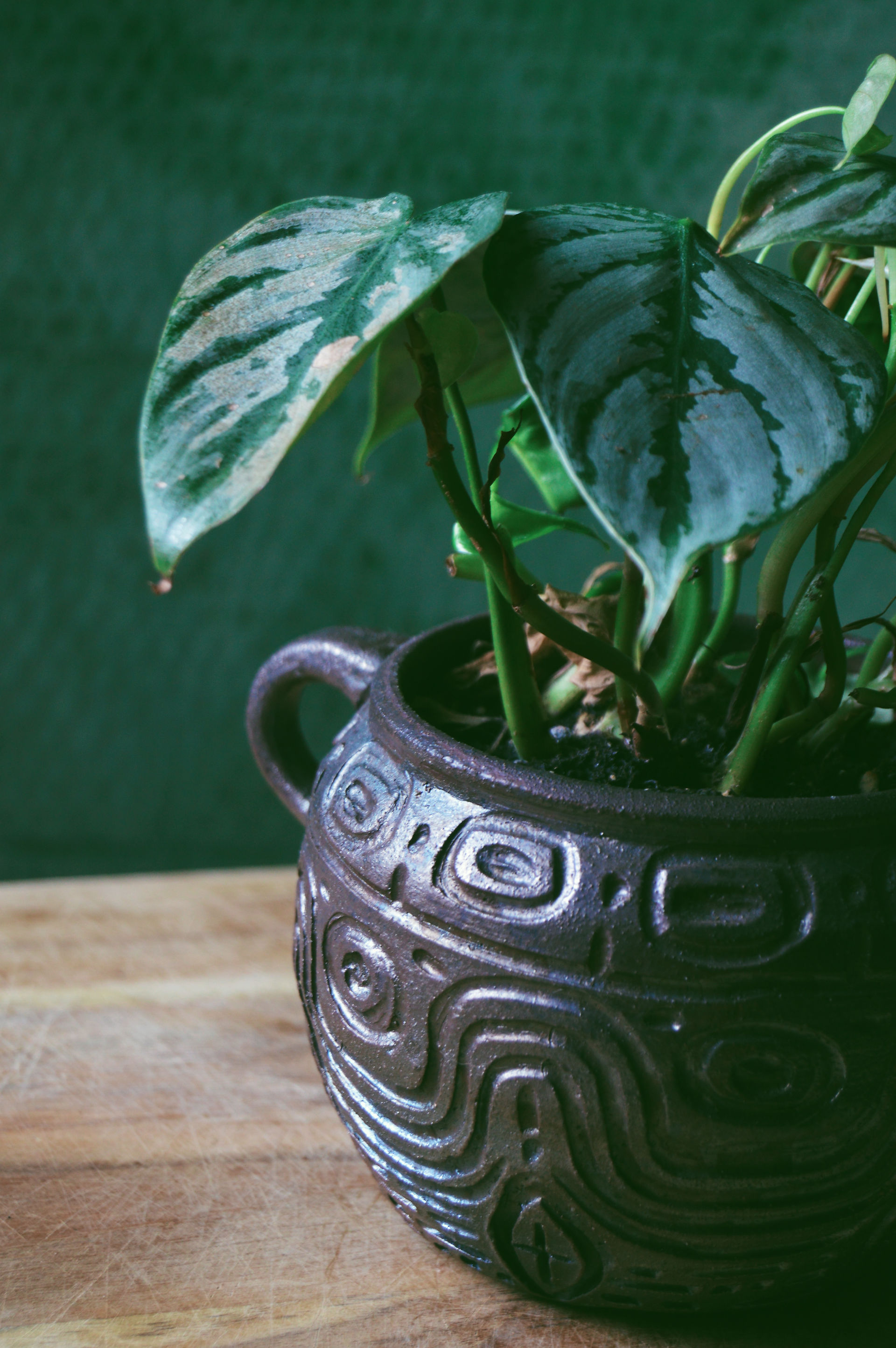 philodendron brandi in a hand carved clay planter 