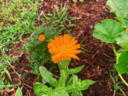Calendula |Calendula officinalis| 