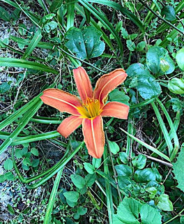 Day Lily |Hemerocallis fulva|
