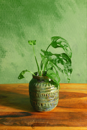 Swiss Cheese Monstera adansonii in handmade pottery vase