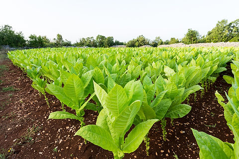 Young tobacco Plant.jpg