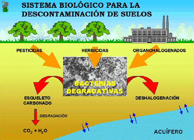 biodegradacion-suelo[1].gif