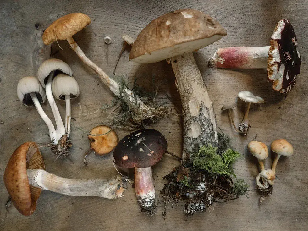 different mushrooms