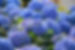 flowers-hydrangeas-blue-g0a7193888_1920.jpg