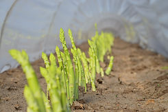 Spargelhof Strampe Spargel grün