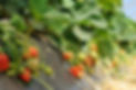 Spargelhof Strampe Erdbeeren Feld