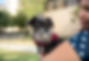 p18-162-4141 Wanda and Chango.jpg